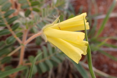 Tribulus zeyheri
