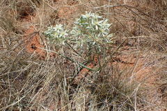 Albuca seineri