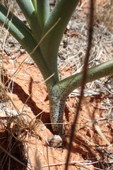 Albuca seineri
