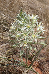 Albuca seineri