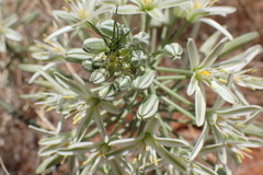 Albuca seineri