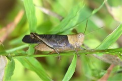 Coptacrinae