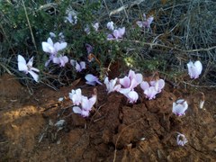 Cyclamen hederifolium