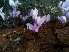 Cyclamen hederifolium