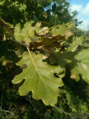 Quercus pubescens