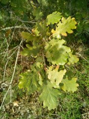 Quercus pubescens
