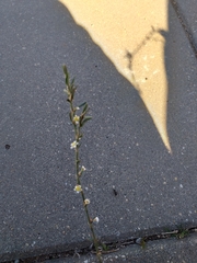 Polygonum equisetiforme