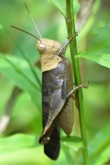 Coptacrinae