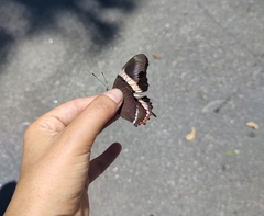 Siproeta epaphus trayja