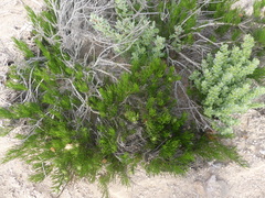 Gypothamnium pinifolium