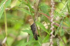 Coptacrinae