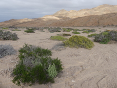 Gypothamnium pinifolium