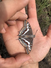 Charaxes saturnus