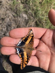 Charaxes saturnus