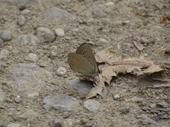 Polyommatus ripartii