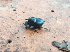 Onthophagus dunningi