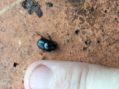 Onthophagus dunningi