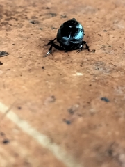 Onthophagus dunningi