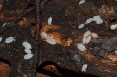 Platyarthrus hoffmannseggii