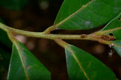 Cryptocarya murrayi