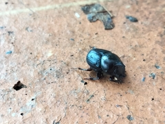 Onthophagus dunningi