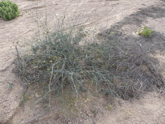 Eremocharis fruticosa