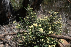 Ozothamnus scutellifolius