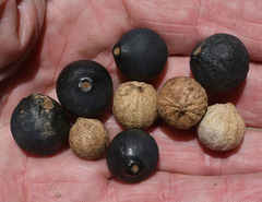 Cryptocarya hypospodia