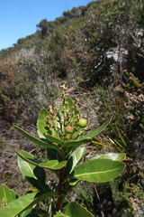 Cenarrhenes nitida