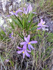 Vellozia dasypus