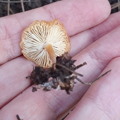 Fungi