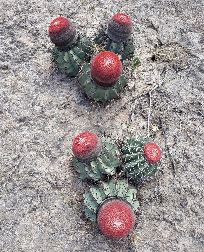 Melocactus salvadorensis, Bahia, BR