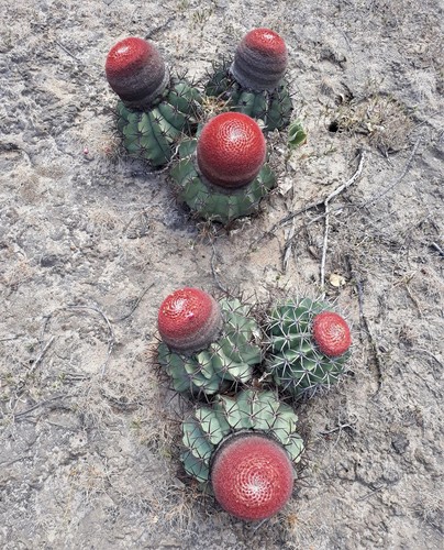 Melocactus salvadorensis