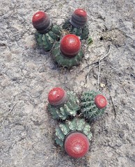Melocactus salvadorensis