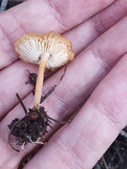 Fungi