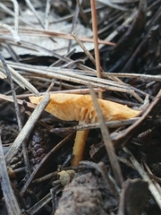 Fungi