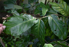 Cryptocarya hypospodia