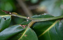 Cryptocarya hypospodia