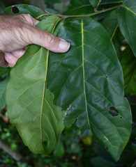 Cryptocarya hypospodia