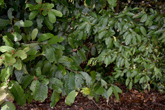 Cryptocarya hypospodia