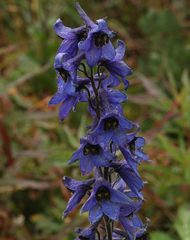 Delphinium inconspicuum