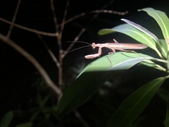 Chroicopteridae