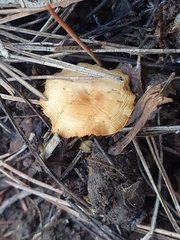 Fungi