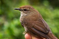 Bradypterus barratti