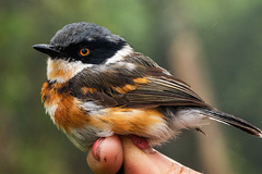 Batis capensis erythrophthalma