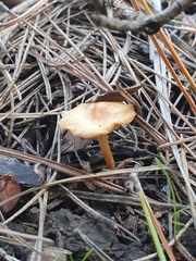 Fungi