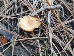 Fungi