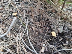 Fungi