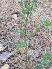 Astragalus armatus numidicus