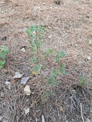 Astragalus armatus numidicus